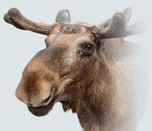 Moose Antler Growth Per Day: Unleashing the Magnificent Pace