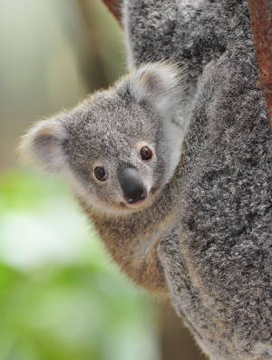 A Big Milestone for a Baby Koala at the Columbus Zoo