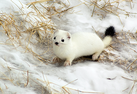 The Ermine: A Protector of Purity - Apologetics Press