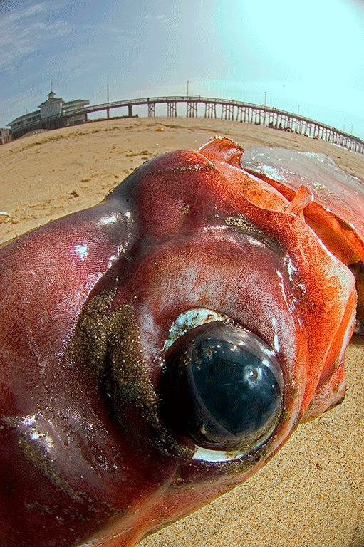 Giant squid eyes are sperm whale defence - BBC News