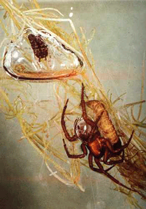 The Diving Bell Spider Encases Its Abdomen in an Air Bubble 