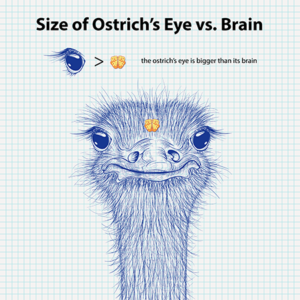 ostrich size comparison