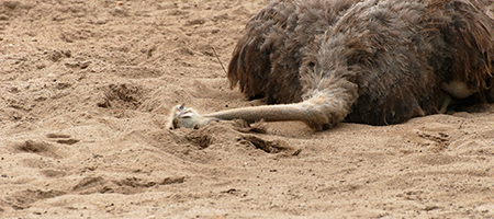 Ostrich Running From Lion