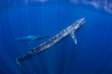 newborn blue whale